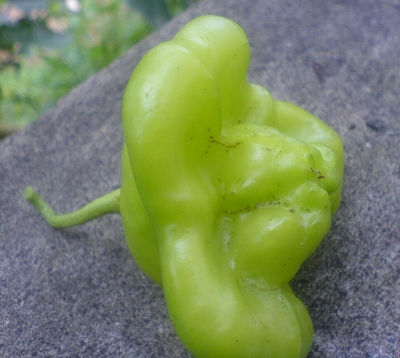 Capsicum annuum - Piment doux