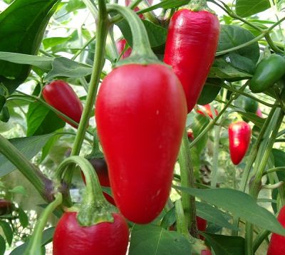 Capsicum spp - Piment long doux