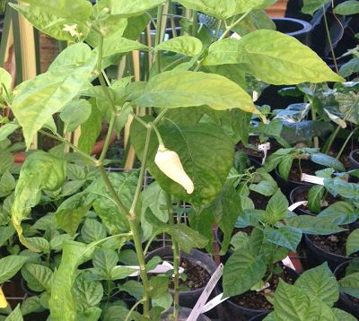 Capsicum frutescens - Piment oiseau