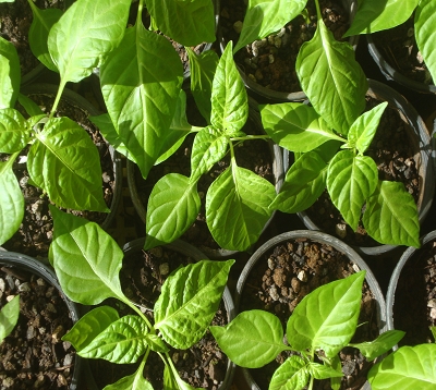 Citrullus lanatus - Pastèque