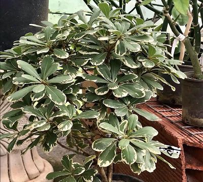 Pittosporum tobira variegata - Pittosporum petites feuilles