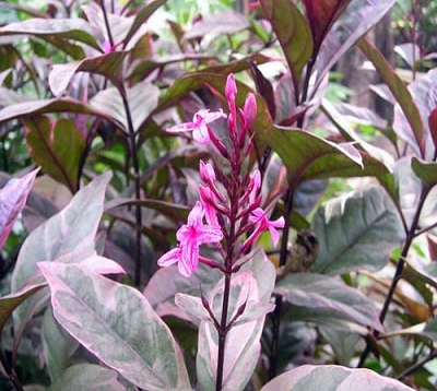 Pseuderanthemum kewense - Plante chocolat