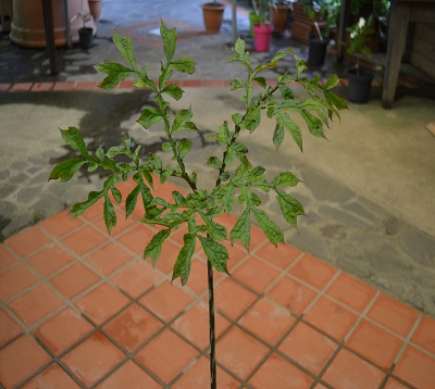 Dracontium asperum - Plante serpent