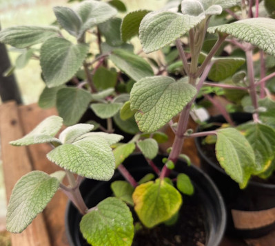 Plectranthus argentatus-plectranthus argenté