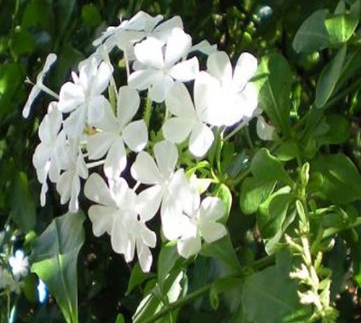 Plumbago capensis zeilanica - Plumbago blanc