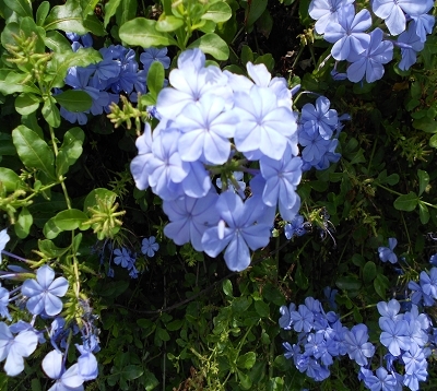 Plumbago capensis auriculata - Plumbago bleu