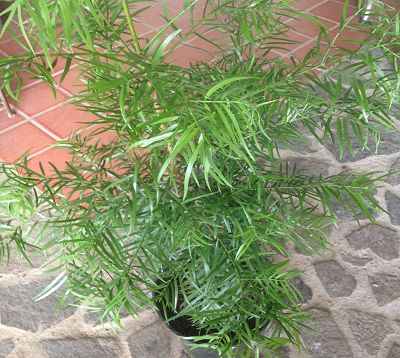 Podocarpus gracilior - Podocarpus gracilior