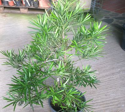 Podocarpus macrophyllus 