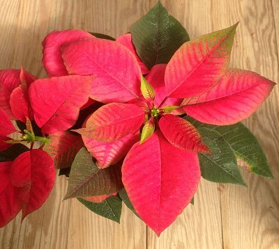 Euphorbia pulcherrima - Poinsettia - 6 mois rouge - 6 mois vert