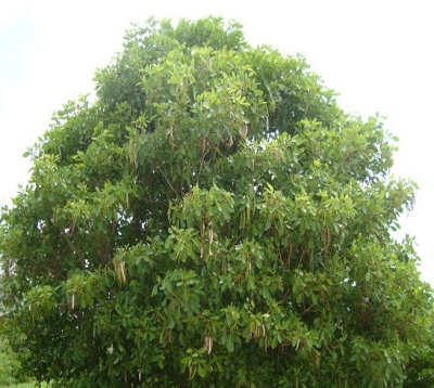 Tabebuia heterophylla - Poirier pays