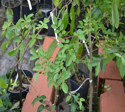 Schinus terebinthifolius - Poivre rose
