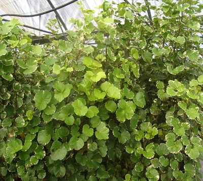 Polyscias balfouriana - Polyscias balfouriana