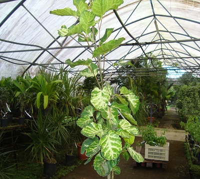 Polyscias balfouriana pennockii - Polyscias balfouriana pennockii