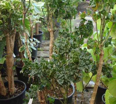 Polyscias crispa - Polyscias crispa