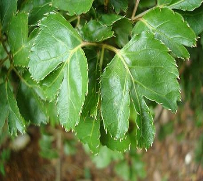 Polyscias paniculata  - Polyscias feuille de céleri