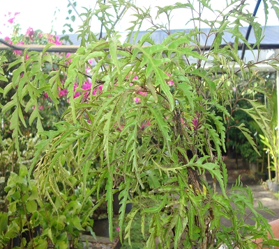 Polyscias filicifolia - Polyscias filicifolia