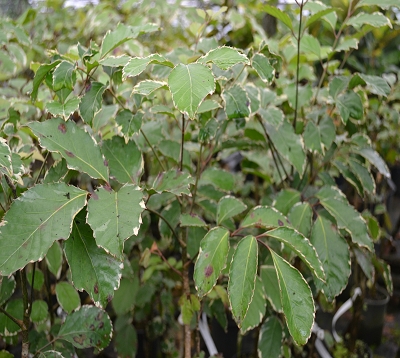Polyscias paniculata  - Polyscias paniculata