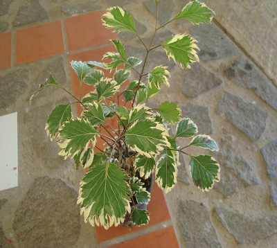 Polyscias paniculata variegata - Polyscias paniculata panaché