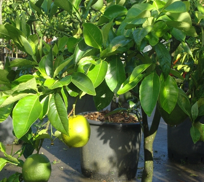 Citrus paradisi - Pomelo blanc - Pomelo marsh seedless