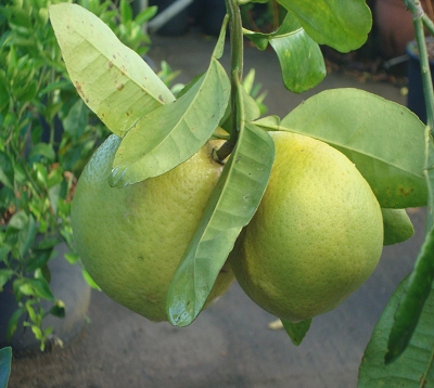 Citrus paradisi - Pomelo rose - Pomelo red blush