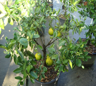 Citrus paradisi - Pomelo rouge - Pomelo star ruby