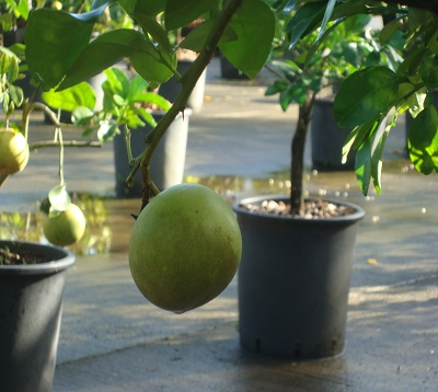 Citrus paradisii - Pomelo sweety