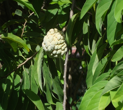 Annona squamosa - Pomme Cannelle