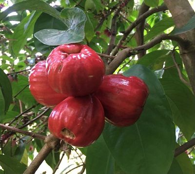 Syzigium malaccense - Pomme d'eau