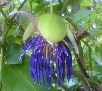 Passiflora laurifolia - Pomme liane