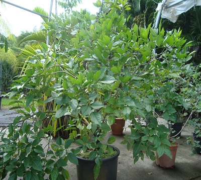 Pongamia pinnata - Millettia pinnata - Pongame
