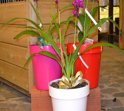 Pot classic (coloris variés)