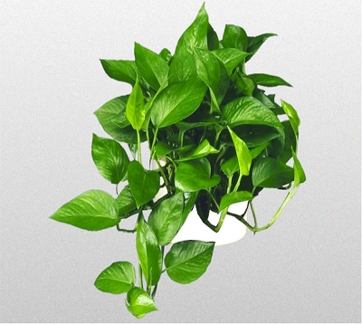 🚫 Scindapsus aureus - Pothos