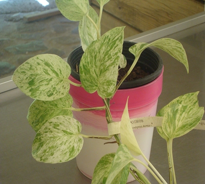 ﻿🚫 Scindapsus aureus - Pothos panaché