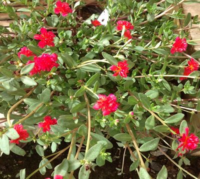 Portulaca oleracea grandiflora - Pourpier