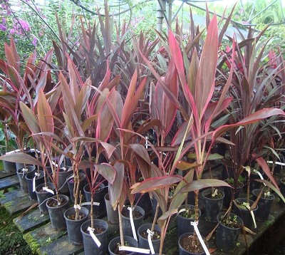Cordyline indivisa - Cordyline - Prince Albert