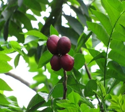 Spondias purpurea - Prunier d'Espagne rouge
