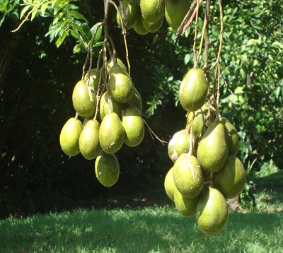 Spondias cythera dulcis - Prunier de cythère