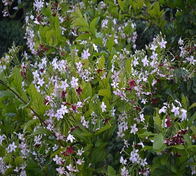 Quisqualis indica - Quisqualis