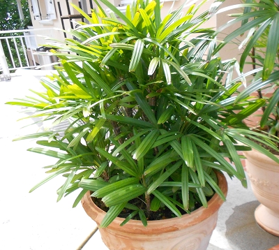 Rhapis excelsa - rhapis