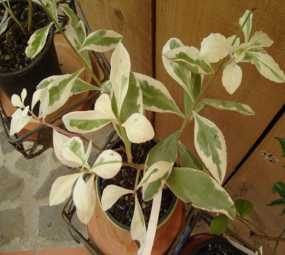 Rhamnus alaternus variegata - Rhamnus panaché