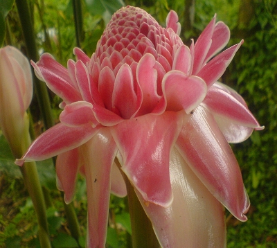 Etlingera elatior - Rose de porcelaine rose