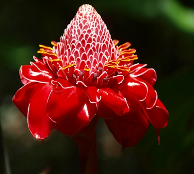 Etlingera elatior - Rose de porcelaine rouge