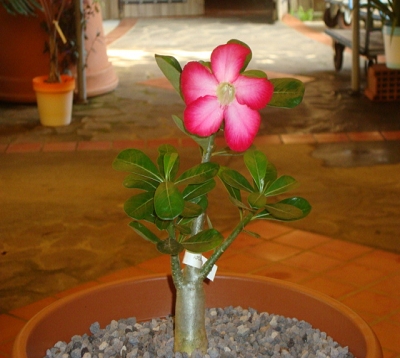 Adenium obesum - Rose du désert