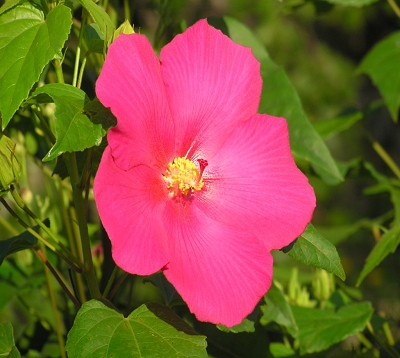 Hibiscus mutabilis - Rose merveilleuse