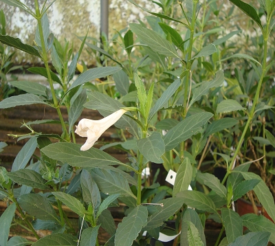Ruellia brittoniana - Ruellia Blanc