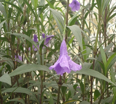 Ruellia brittoniana - Ruellia Bleu