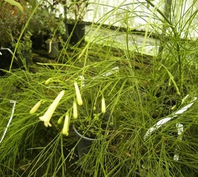 Russelia equisetiformis - russelia jaune