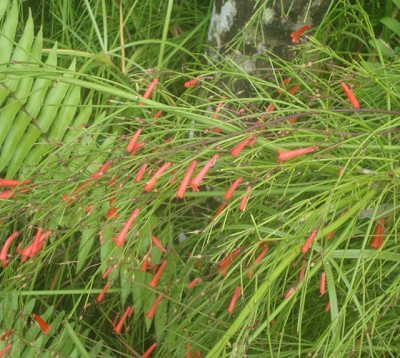 Russelia equisetiformis - russelia rouge