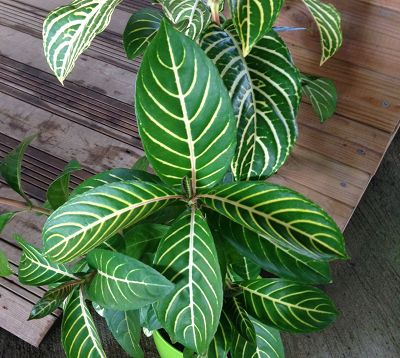 Sanchezia speciosa ou nobilis - Sanchezia