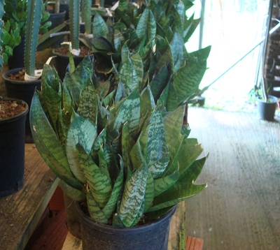 ﻿🚫 Sanseveria trifasciata - Sansevière verte
